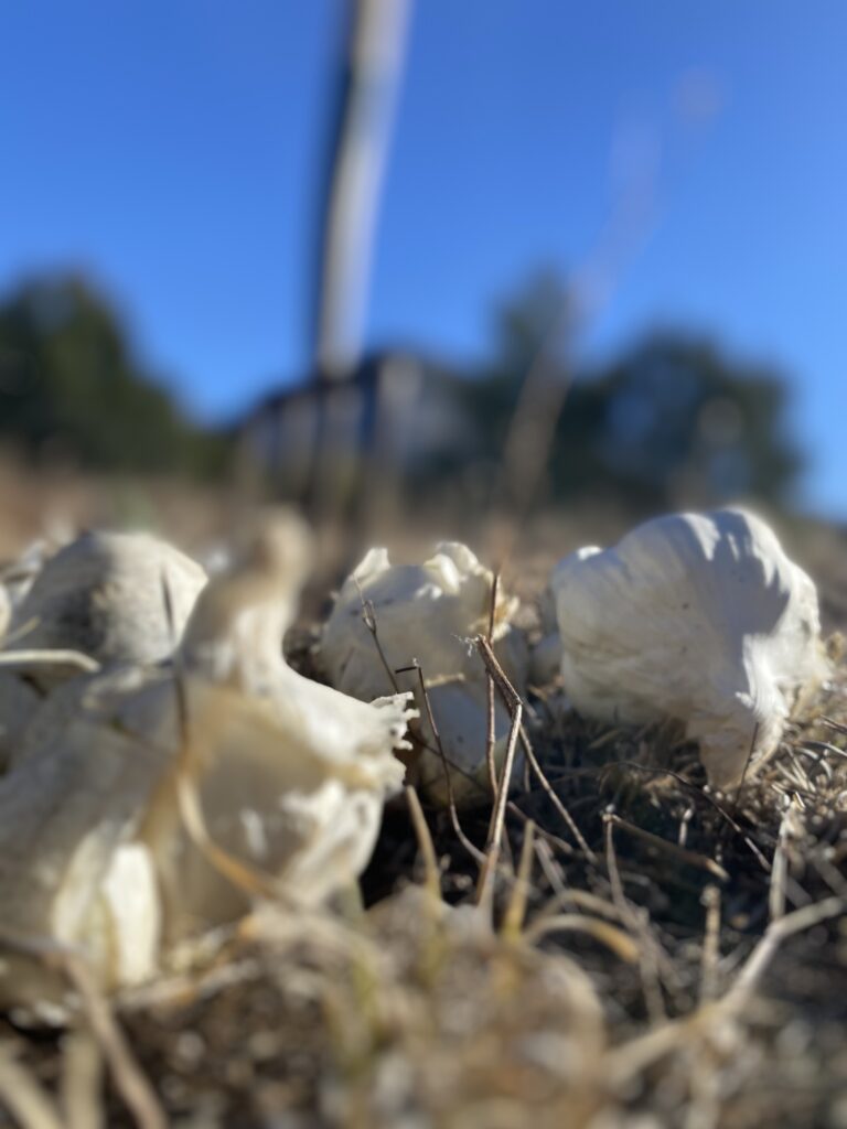 garlic close up